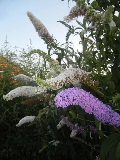 Buddleja Purple & White (2014, Jul.08) - Liliac vara_Buddleja davidii