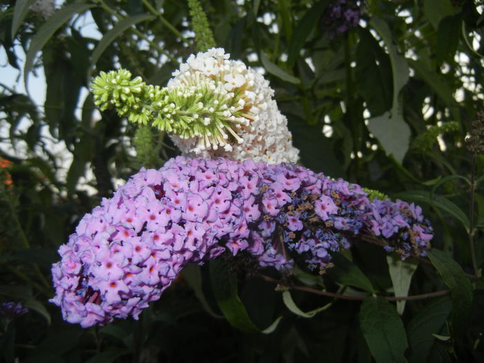 Buddleja Purple & White (2014, Jul.08) - Liliac vara_Buddleja davidii