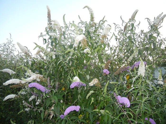 Buddleja Purple & White (2014, Jul.08)