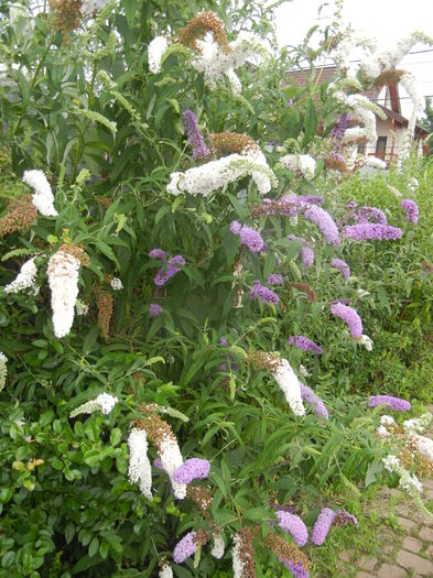 Buddleja Purple & White (2014, Jul.11) - Liliac vara_Buddleja davidii