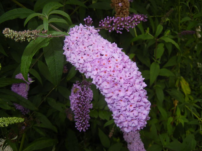 Buddleja davidii Purple (2014, Jul.11) - Buddleja Purple