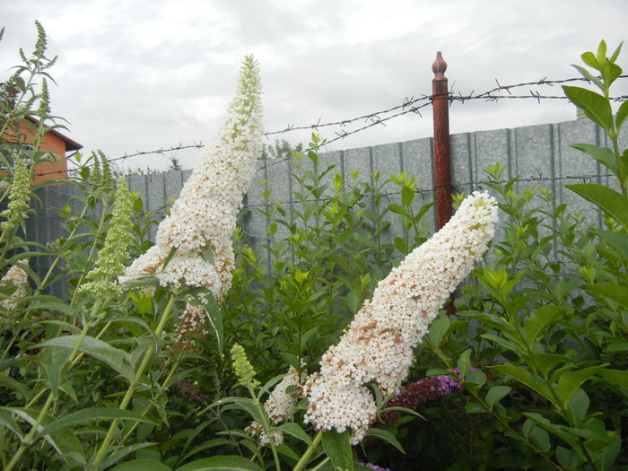 Buddleja davidii White (2014, Jul.11)