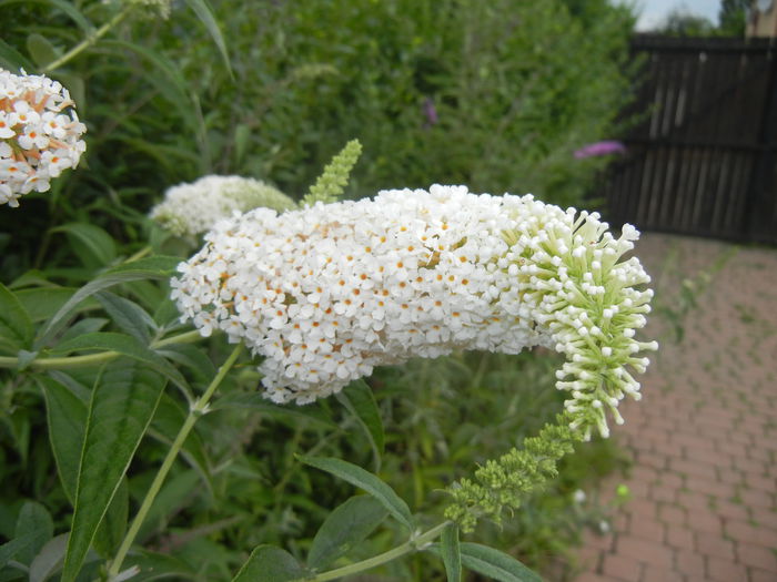 Buddleja davidii White (2014, Jul.11) - Buddleja White