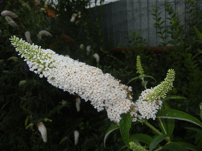 Buddleja davidii White (2014, Jul.11) - Buddleja White