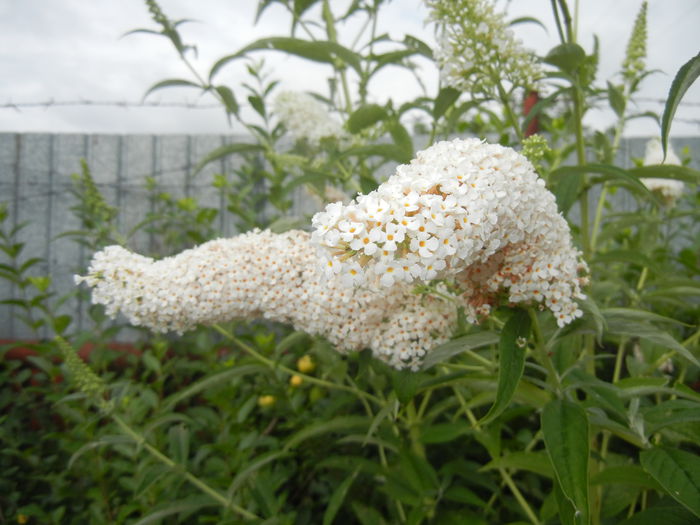 Buddleja davidii White (2014, Jul.11)