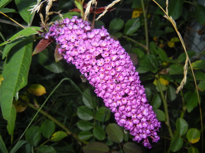 Buddleja Border Beauty (2014, Jul.08) - Buddleja Border Beauty