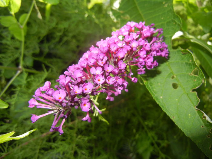 Buddleja Border Beauty (2014, Jul.19) - Buddleja Border Beauty