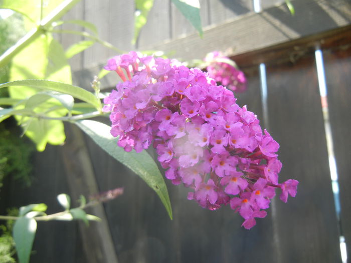 Buddleja Border Beauty (2014, Jul.19)