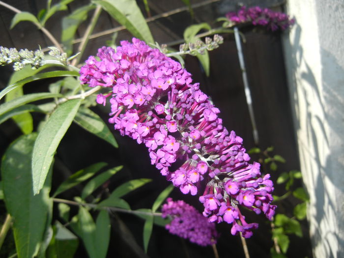 Buddleja Border Beauty (2014, Jul.19) - Buddleja Border Beauty