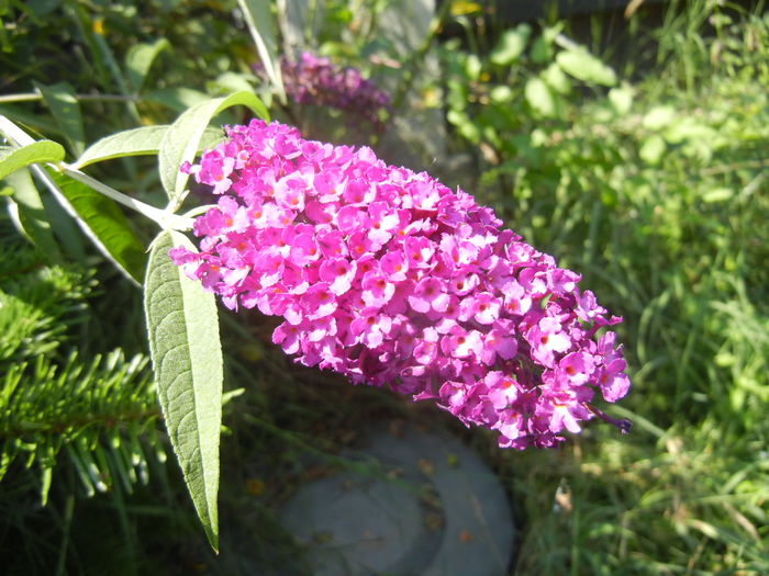 Buddleja Border Beauty (2014, Jul.19) - Buddleja Border Beauty