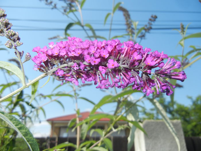 Buddleja Border Beauty (2014, Jul.19)