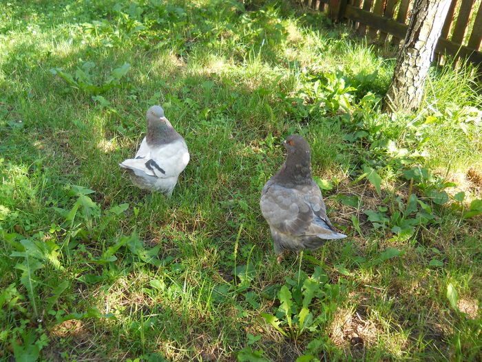 DSCN5999 - 2 Porumbeii King