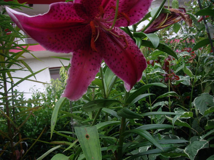 IMGP7199