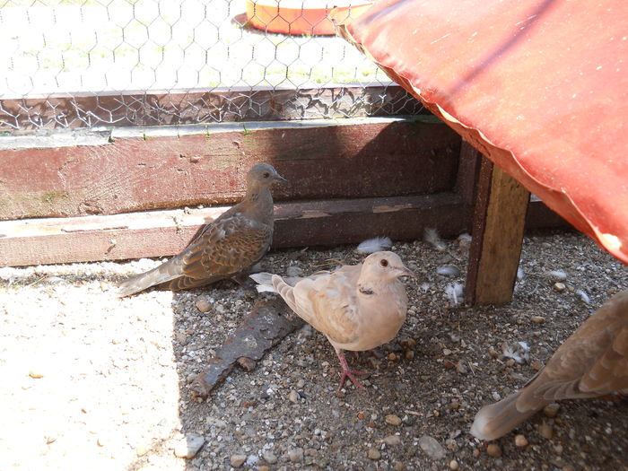 Cu un pui de razatoare, prietenul lor