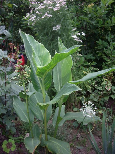 IMGP7157 - flori si trandafiri  - 2014