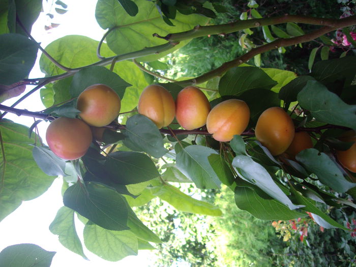 IMGP7185 - flori si trandafiri  - 2014