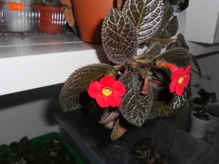 poze mare 128 - Episcia 2014