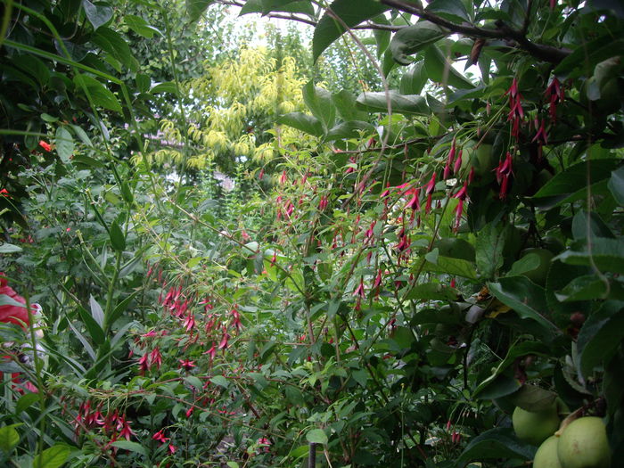 fuchsia Riccartonii-de gradina - flori si trandafiri  - 2014