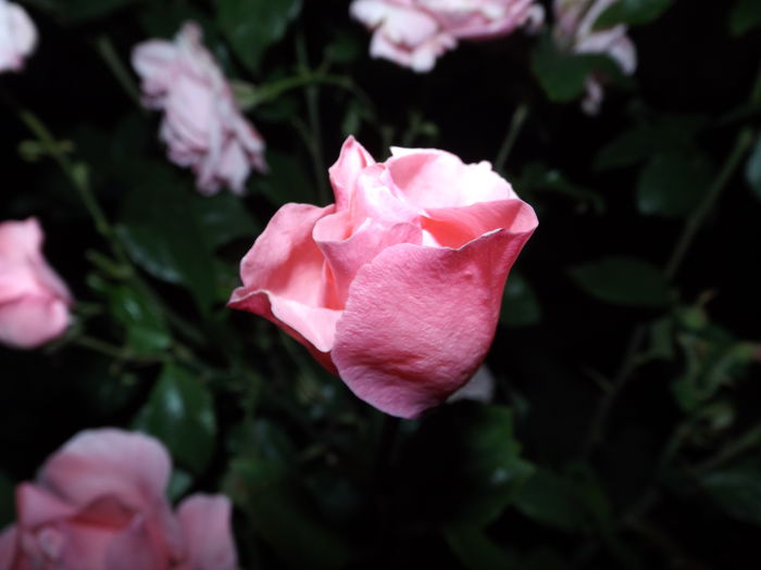  - Trandafiri