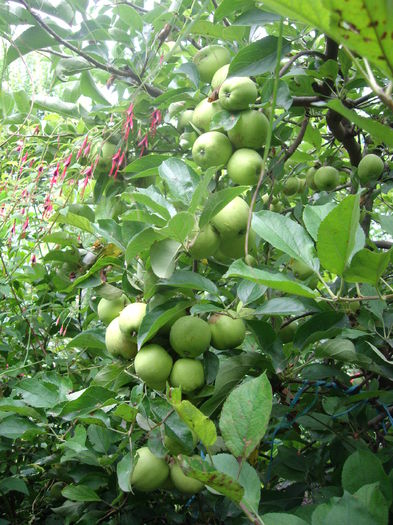 golden - flori si trandafiri  - 2014