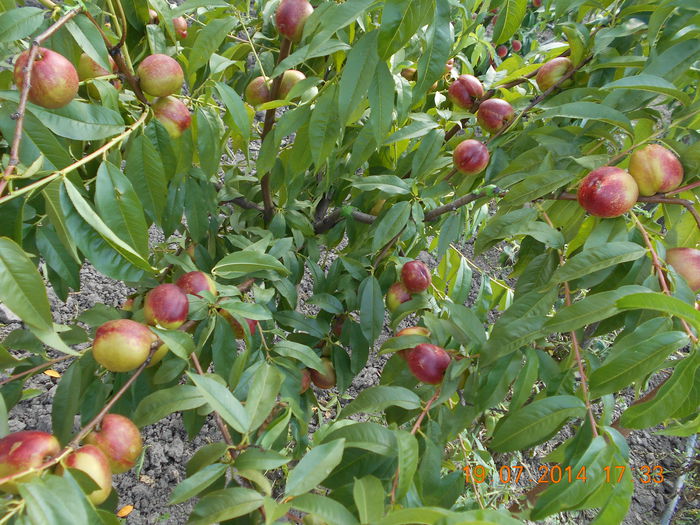 ANDOSA - pulpa galbena - nectarin ANDOSA