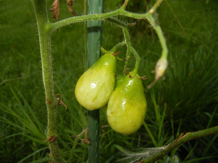 Tomato Yellow Pear (2014, July 08)