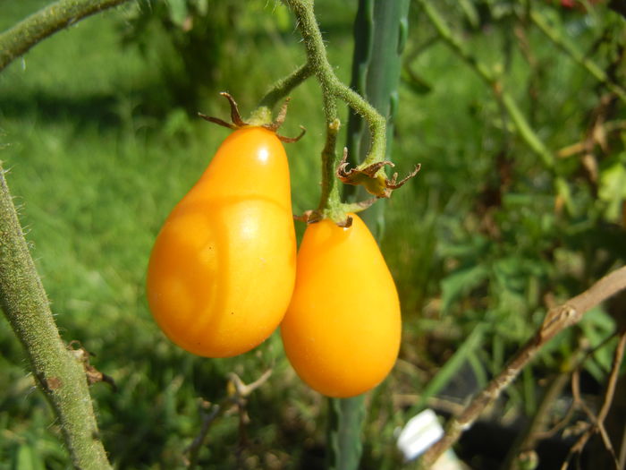 Tomato Yellow Pear (2014, July 19) - Tomato Yellow Pear