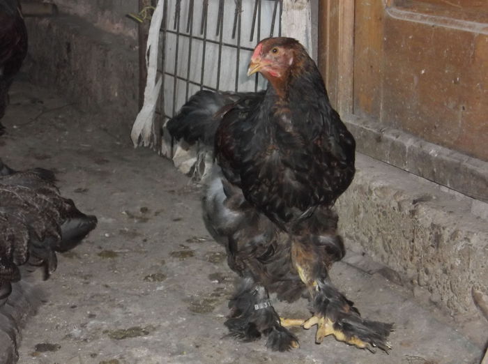 DSCF6325 - Pui Brahma 2014