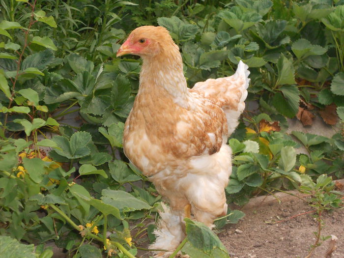 Picture 79 063 - Achizitii noi-pui brahma