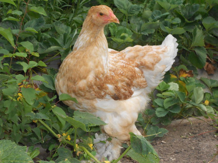 Picture 79 064 - Achizitii noi-pui brahma