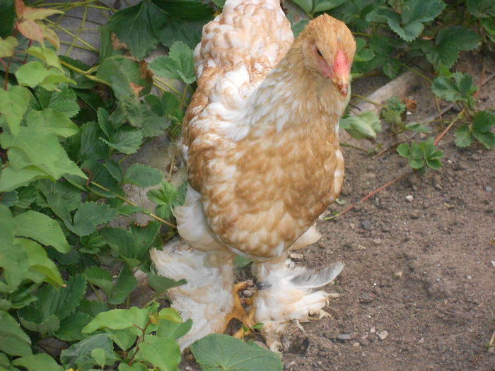 Picture 79 065 - Achizitii noi-pui brahma