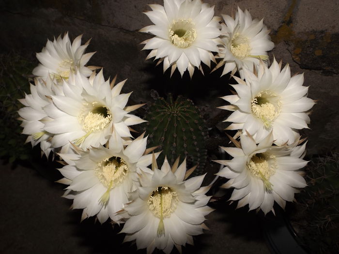  - Echinopsis Spachiana alb si roz