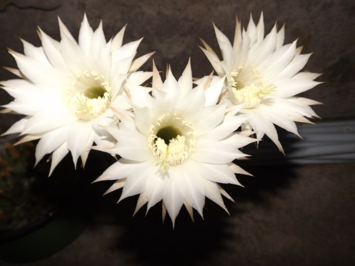 DSCF0551 - Echinopsis Spachiana alb si roz