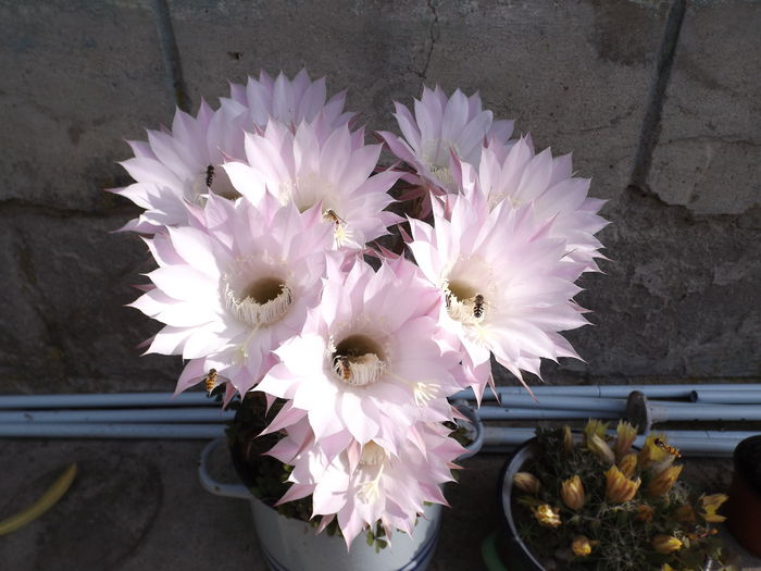  - Echinopsis Spachiana alb si roz