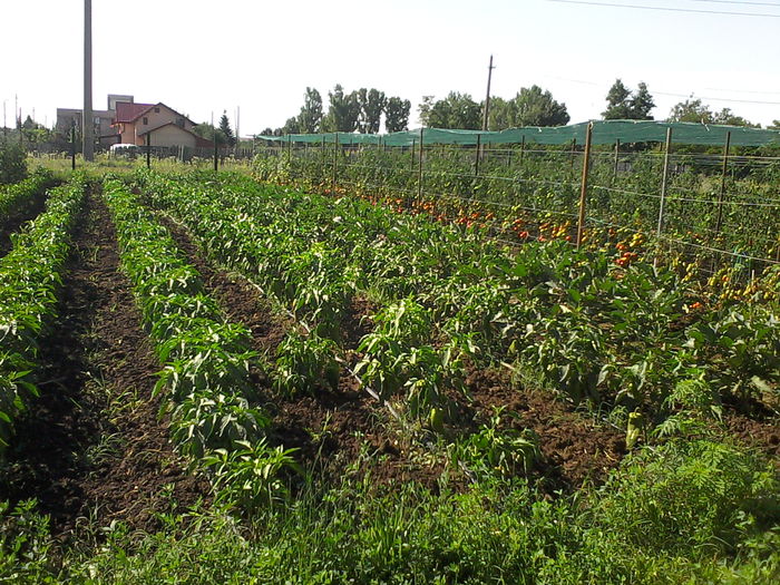 IMG_20140720_094908(1)