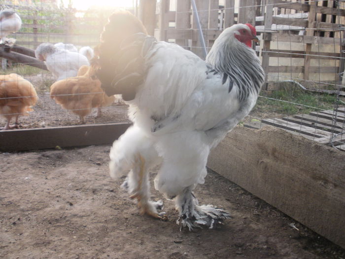 cocos 1 - A Brahma herminat deschis cocosi tineret 2014