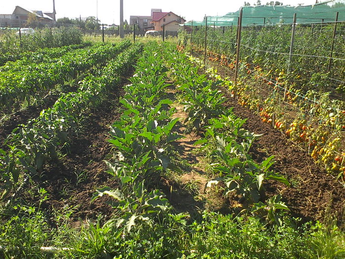 IMG_20140720_094928 - Gradina 2014