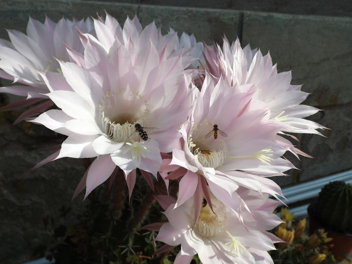  - Echinopsis Spachiana alb si roz