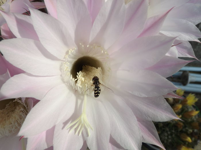  - Echinopsis Spachiana alb si roz