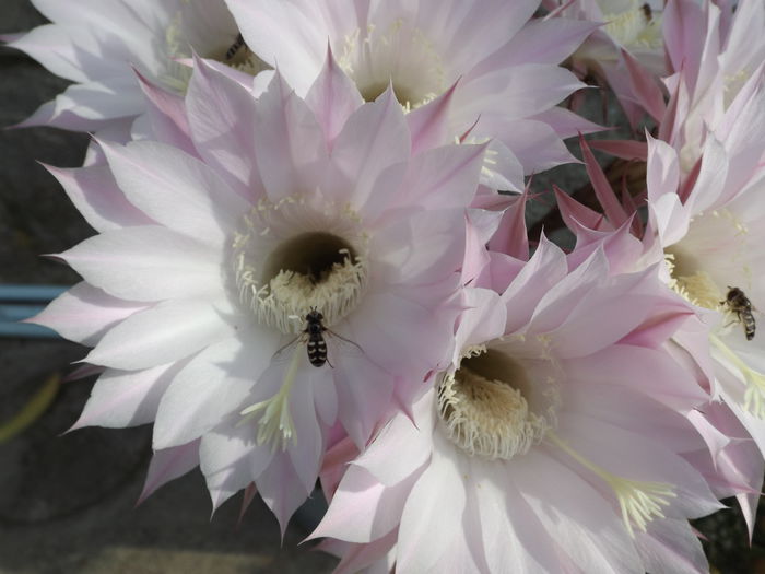  - Echinopsis Spachiana alb si roz