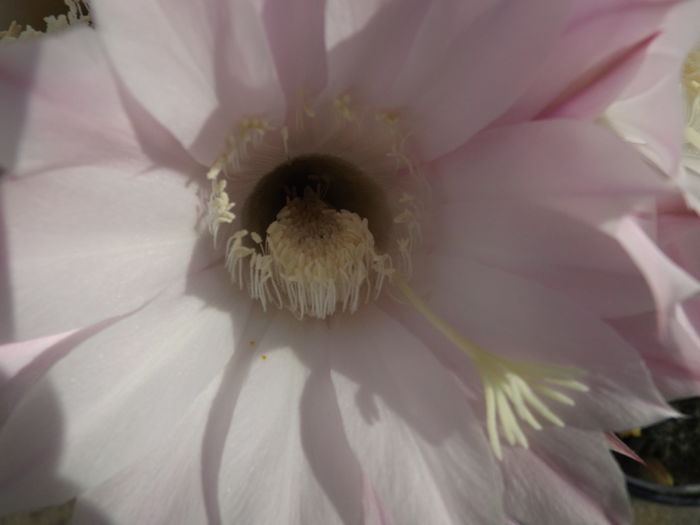  - Echinopsis Spachiana alb si roz