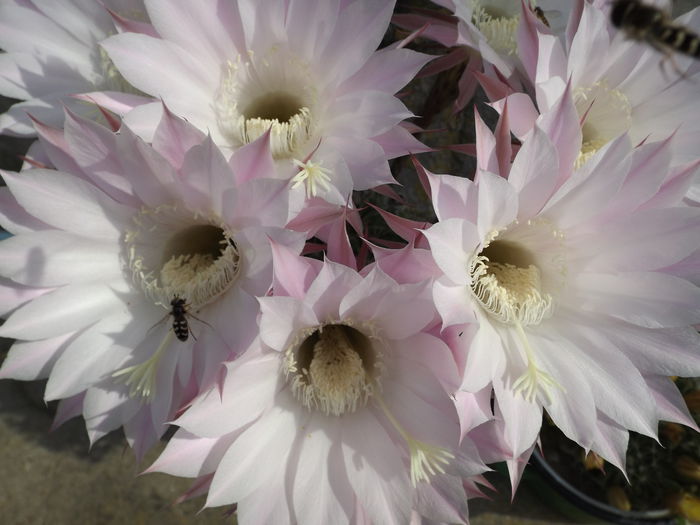  - Echinopsis Spachiana alb si roz