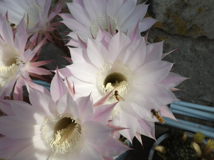  - Echinopsis Spachiana alb si roz
