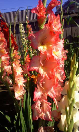 roz - Gladiole