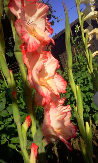 Fotografie0296 - Gladiole