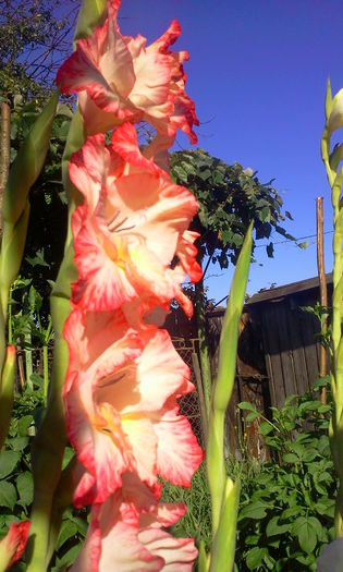 Fotografie0298 - Gladiole