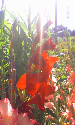 gladiola rosie