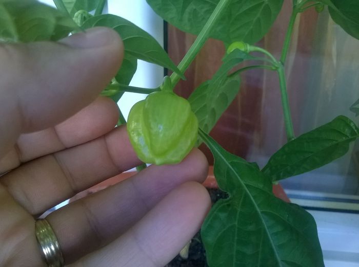 Scotch Bonnet - Scotch Bonnet 2014