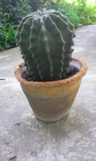 Cactus Echinopsis - Cactusi si suculente