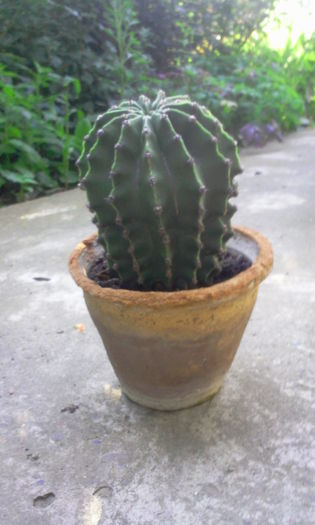 Cactus Echinopsis